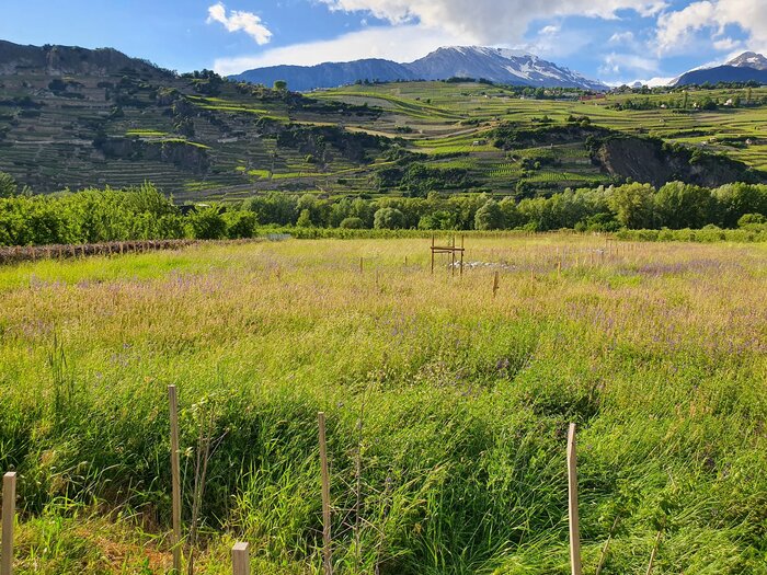 © WWF Valais\Nathanël Bruchez